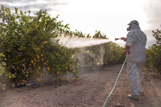 Best Pest Control Near Me in Pampa, TX