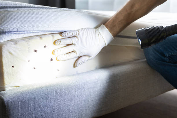 Best Ant Control Services  in Pampa, TX
