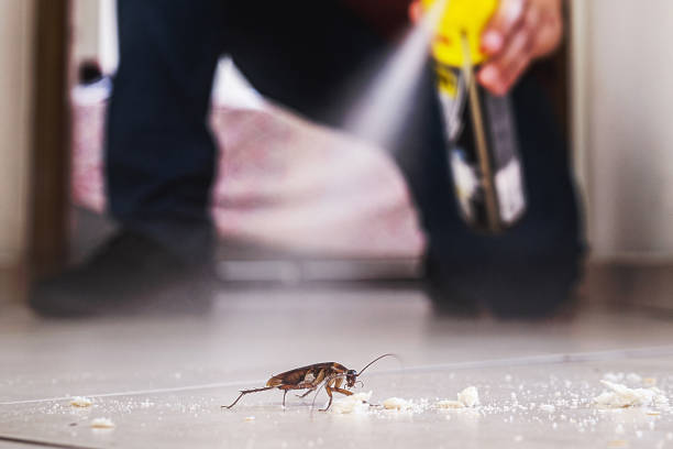 Best Affordable Pest Control Services  in Pampa, TX