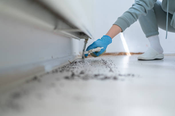 Best Flea Control Services  in Pampa, TX