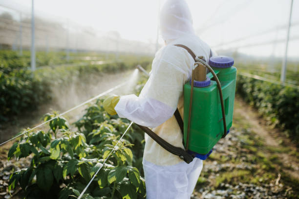 Best Flea Control Services  in Pampa, TX